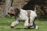 LAGOTTO 023